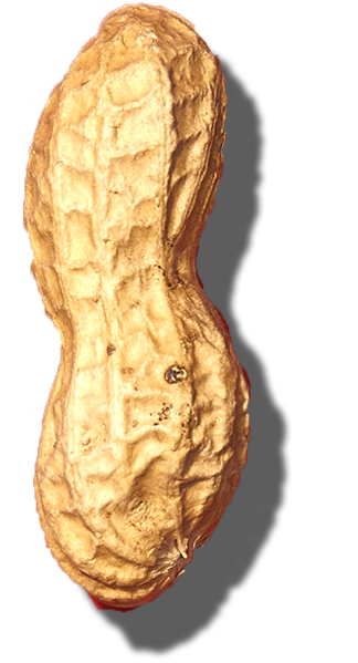 peanut 3